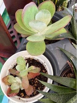 Kalanchoe