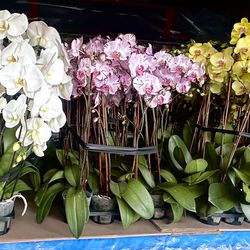 Orchids For Mother's Day