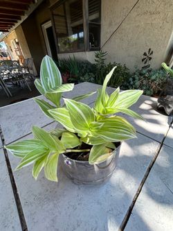 Pistachio White plant