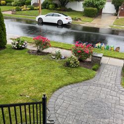 Hydrangea Flowers For Sale 