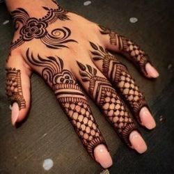 LIVE PLANT 2ft Lawsonia inermis Hina Henna tree Mignonette tree Egyptian Privet