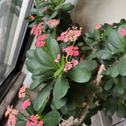 Indoor Flowers