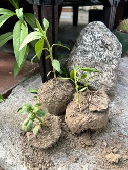 Milkweed seedlings