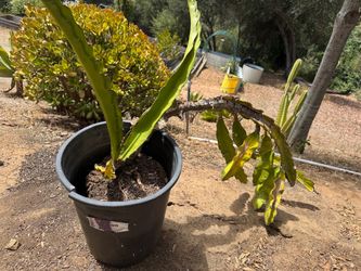 Self pollinating dragon fruit plant