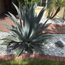 Agave Americana Plant