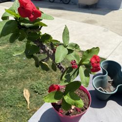 Corona De Cristo (Red)