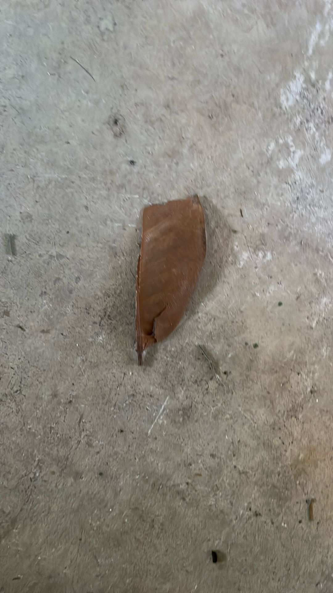 Half Of A Dead Leaf I Found In My Garage