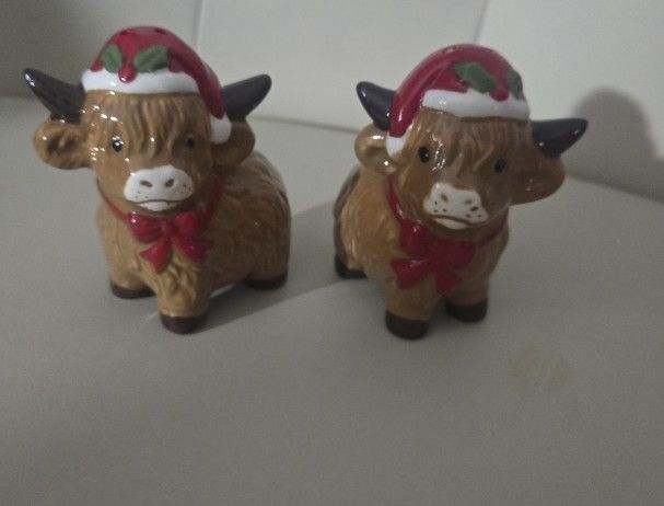 Highland Cows S& P Shajers