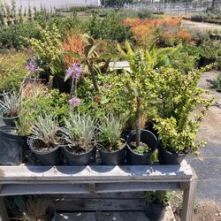 Plants