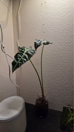 Alocasia Amazonica