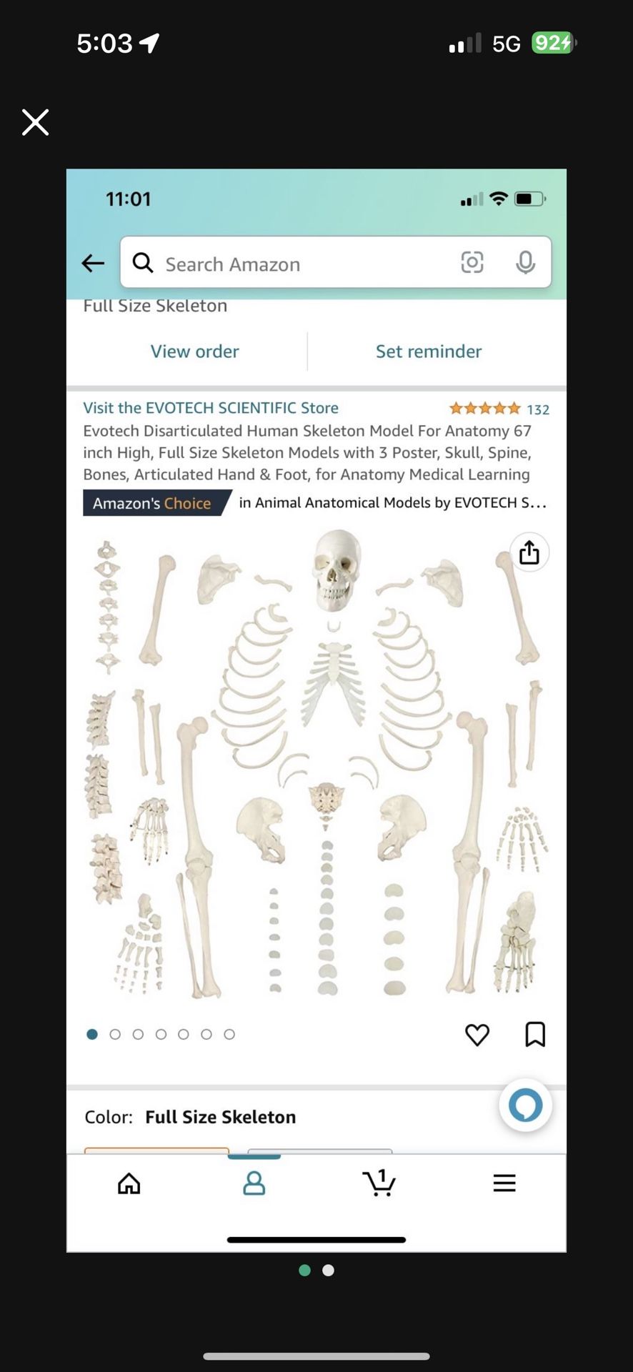 Anatomy Skeleton 