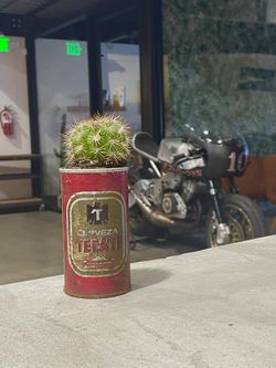 Vintage Tecate Beer Can Cactus