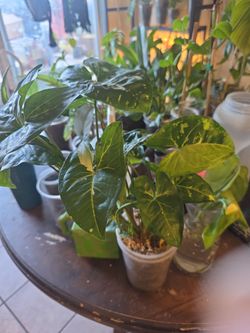 Syngonium Panda