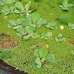 Aquatic Plants
