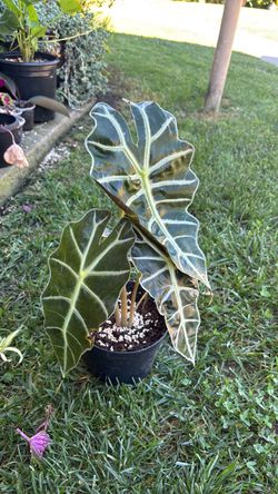 alocasia