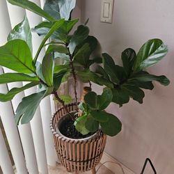 Fiddle Leaf Fig Live Indoor Plant