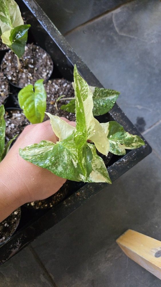 Syngonium Albo Plant