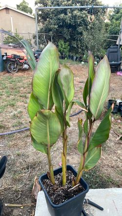 Canna lily
