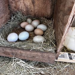 Farm Fresh Eggs 