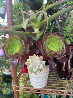 Pretty Succulent