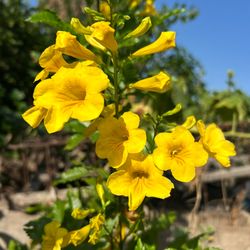 Yellow Bell plants on sale/ Planta De Tronadoras