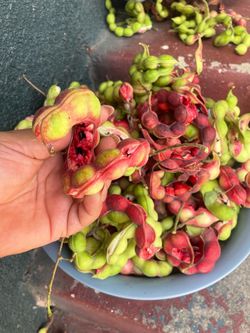 Guamuchiles a la VENTA (frescos)