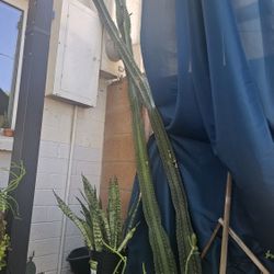 Tall Peruvian Mexican Post Big Cactus