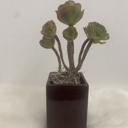 Plant Aeonium Succulent $7
