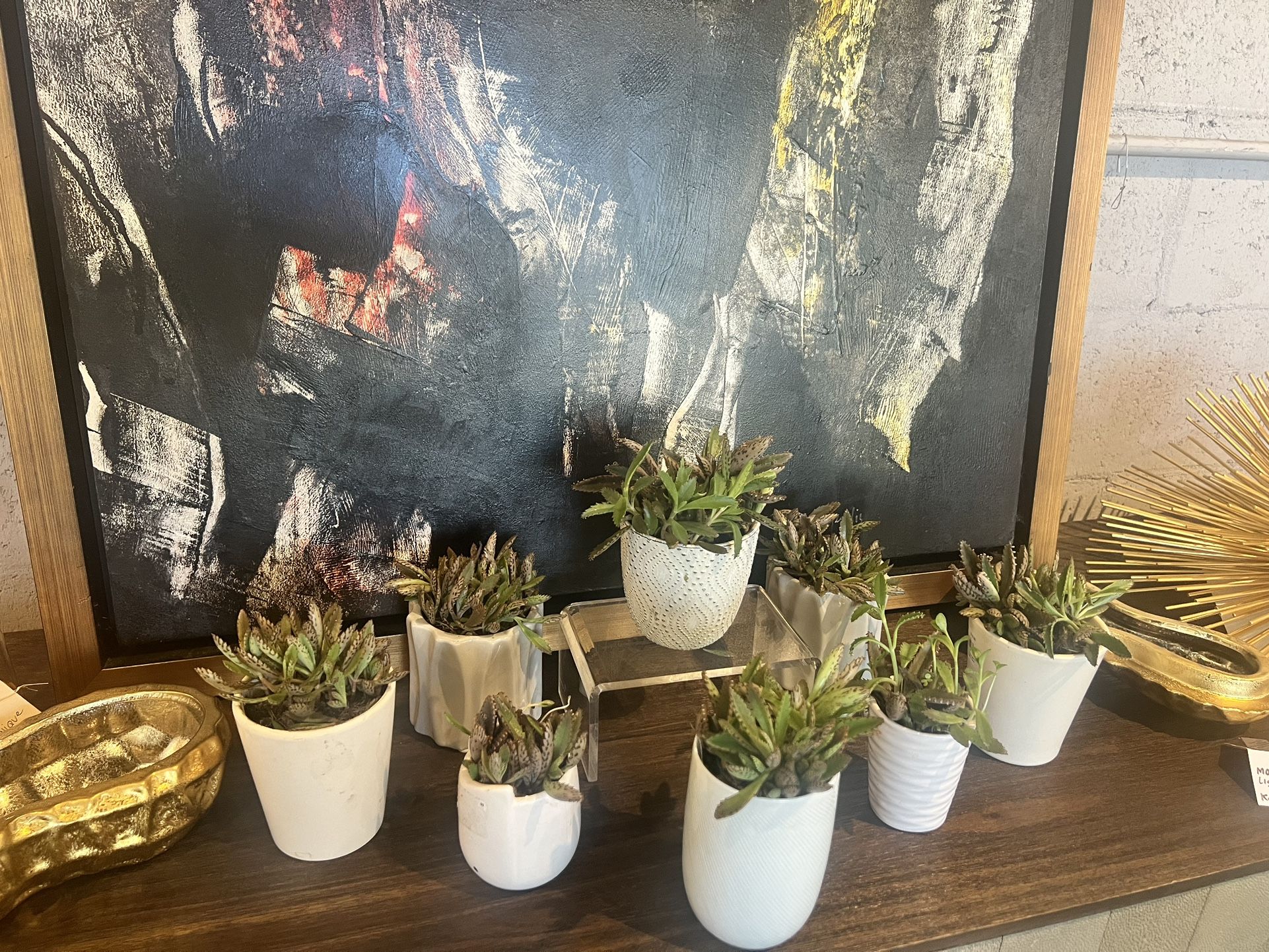 Succulents Rare Kalanchoe Plant