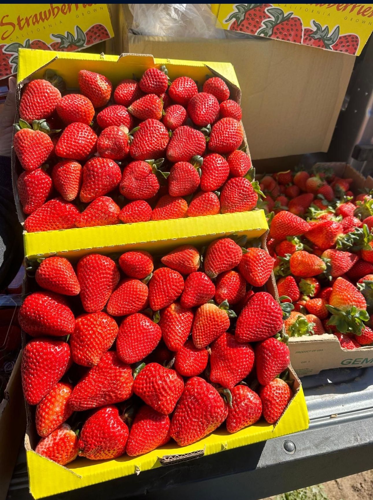 Strawberries For Sale