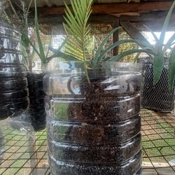 🌴 Small, Healthy Sago Palm – Ready to Plant