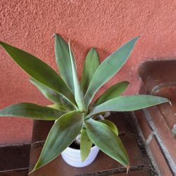 Agave African 