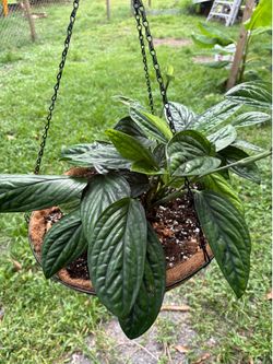 Monstera Peru