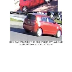 STOLEN DOG 