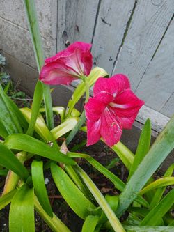 Amaryllis