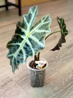 Alocasia Polly pup (African mask)
