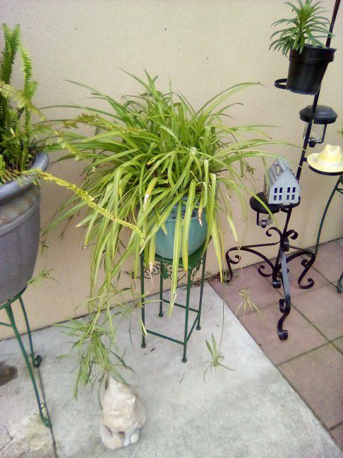 Lg Spider Plant In Nice Pot 