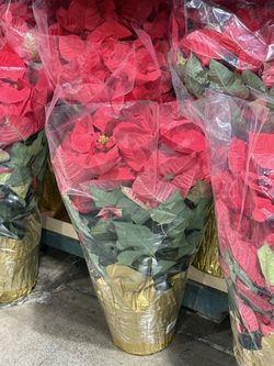 plantas de noche buena en Vallejo en 30 dls cada una 