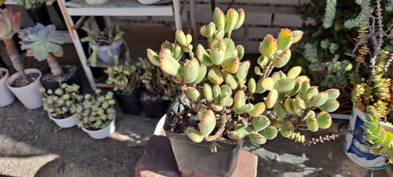 succulent plants