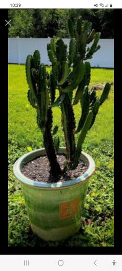 33" Live Healthy rooted Euphorbia Trigona Candelabra Cactus Thumbnail