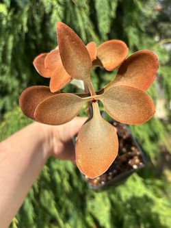 Kalanchoe Cooper Spoon