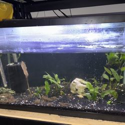 Aquarium Setup With Fish And Plants 