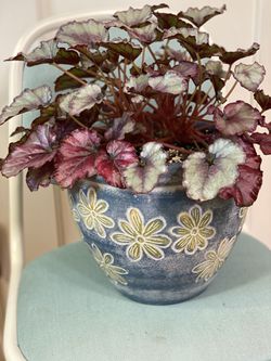Beautiful and stunning colorful plant with handmade pot