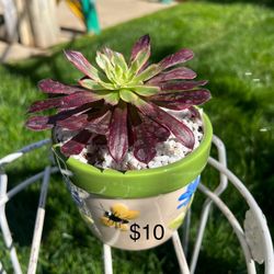 Succulent 