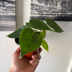 Heartleaf Philodendron