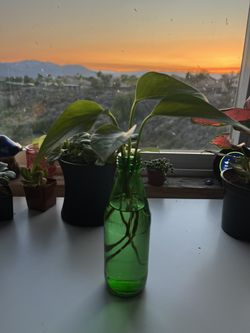 Pothos propagations with roots 