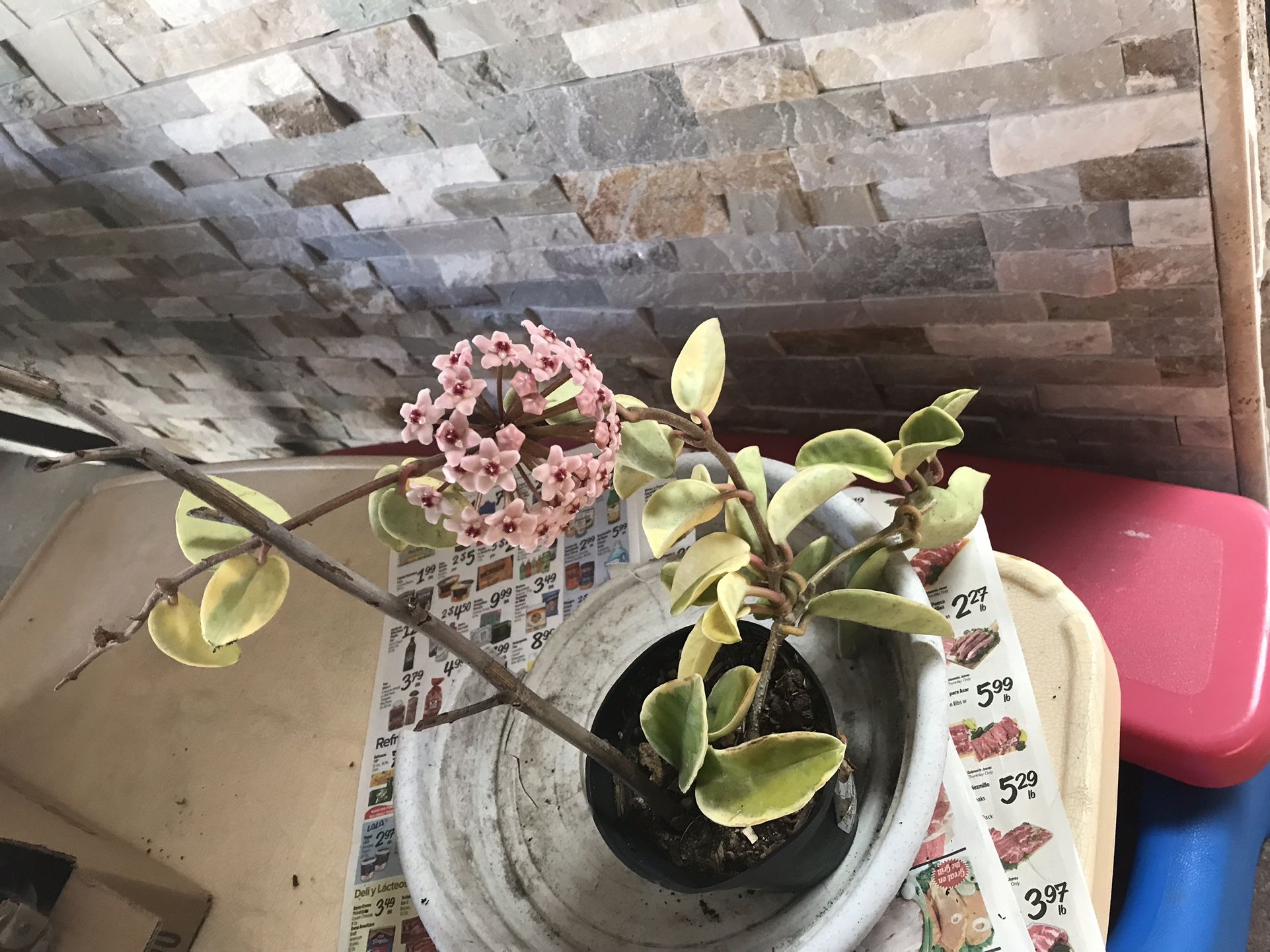 Plantas De Hoya