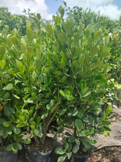 Clusia overgrown 7gl 4-4.5ft🌱$23