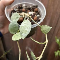 Hoya lacunosa silver mint coin
