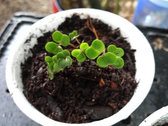 Kale red seedlings $1
